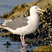 Western Gull